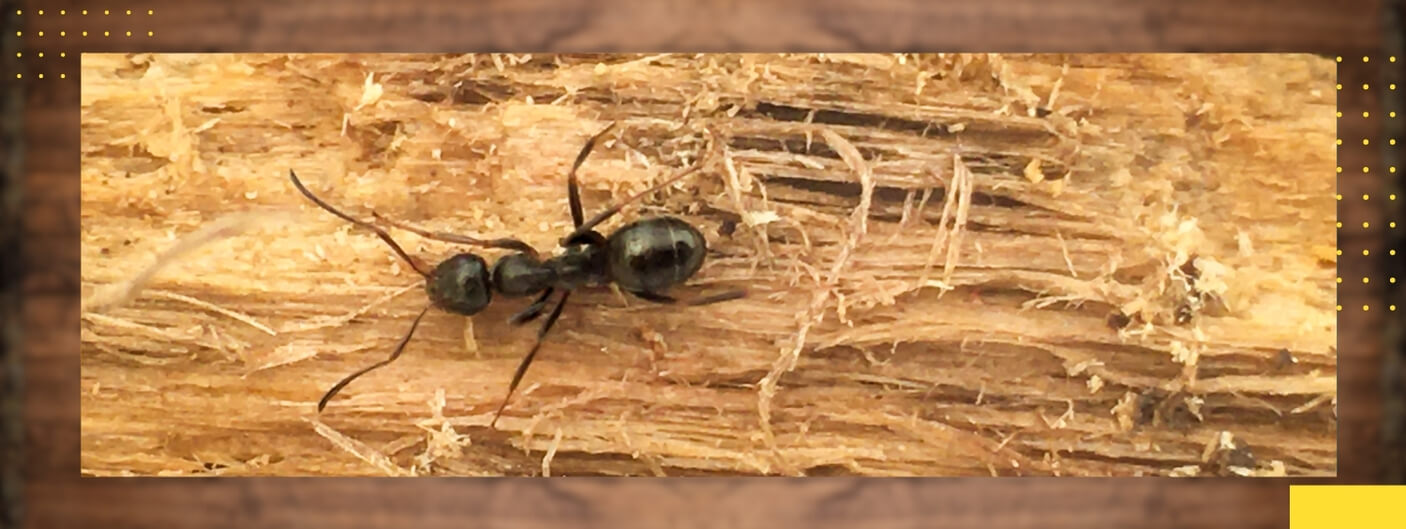 How to Identify and Manage Carpenter Ant Infestations in Your Home