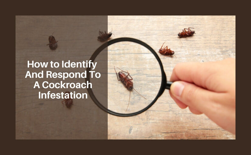 How to Identify and Respond To a Cockroach Infestation In Your Toronto Business