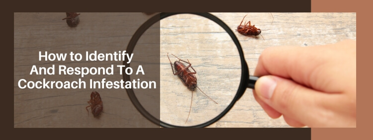 How to Identify and Respond To a Cockroach Infestation In Your Toronto Business