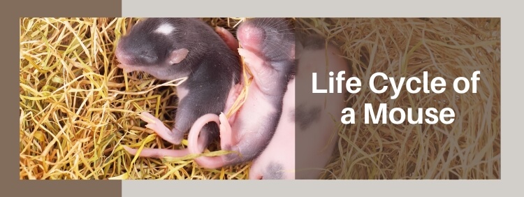 Life Cycle of a Mouse