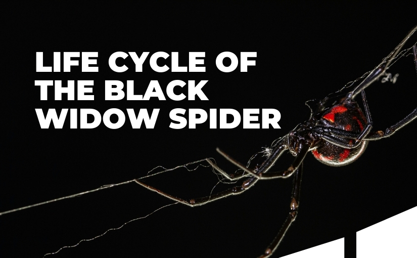 Life Cycle of the Black Widow Spider