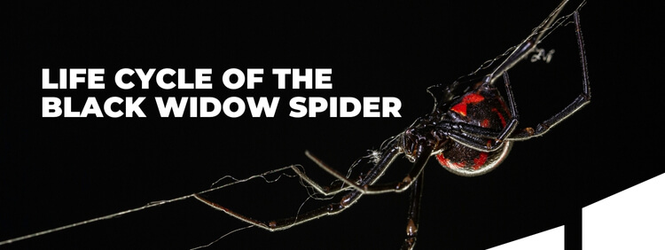 Life Cycle of the Black Widow Spider