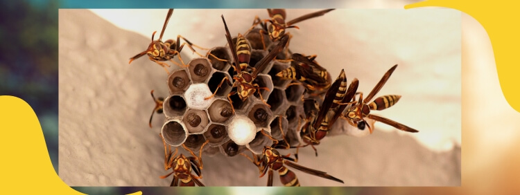 The Consequences Of Ignoring an Early Summer Wasp Problem in Oakville