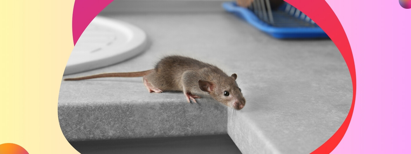 The Intricate World of Mice_ Understanding Their Behaviour and Habits