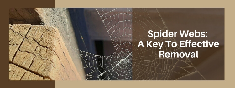 Understanding More About Spider Webs_ A Key To Effective Removal in Toronto