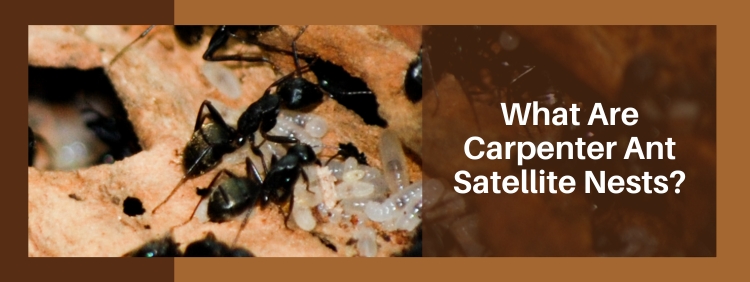 What Are Carpenter Ant Satellite Nests