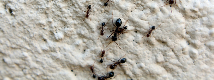 Carpenter Ant Nest
