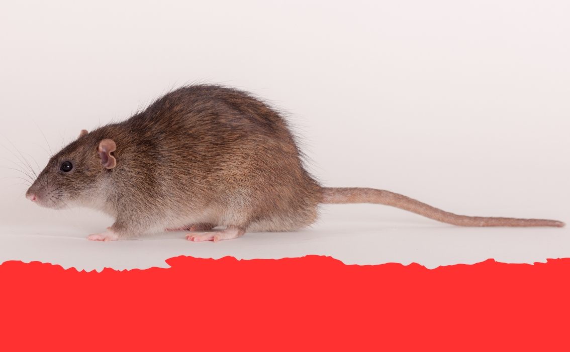 cambridge-pest-control-why-do-rats-have-long-tails-truly-nolen-canada