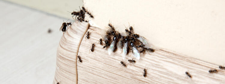 How Many Queens Does A Carpenter Ant Colony Have
