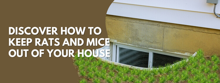 How To Prevent Rodents From Getting Into Your Window Well This Spring