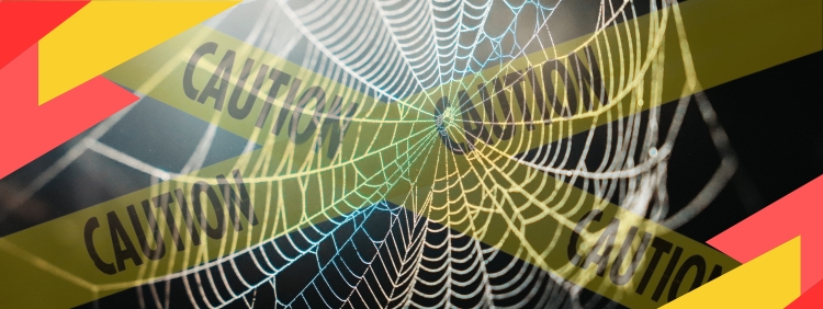 How To Tell If A Spider Is Dangerous In Your Guelph Home