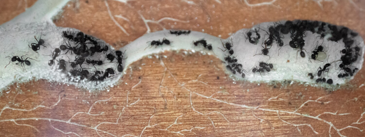 Is It A Carpenter Ant_ How To Tell The Difference Between Ant Species In Toronto Homes