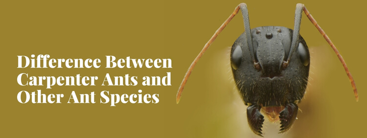 Is It A Carpenter Ant_ How To Tell The Difference Between Ant Species In Toronto Homes