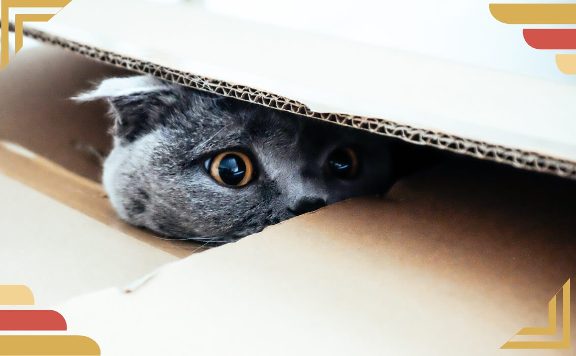 Can Pest Control Be Harmful To Pets? Truly Nolen Kitchener