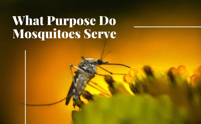 What Purpose Do Mosquitos Serve In Torontos Ecosystem