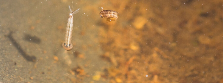 What Purpose Do Mosquitos Serve In Torontos Ecosystem