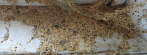 Carpenter Ant Removal