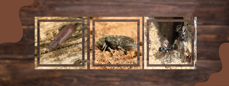 Carpenter Ant Removal