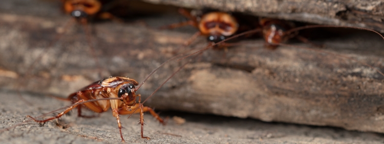 Burlington Pest Control