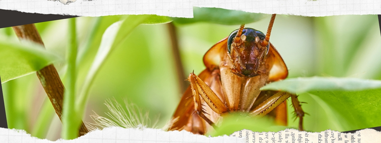 Burlington Cockroach Control