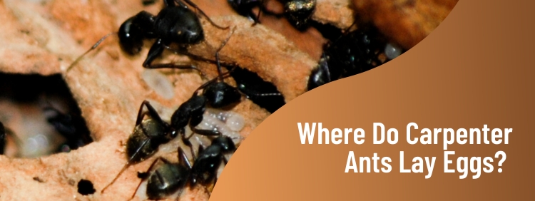 Carpenter Ant Control Toronto