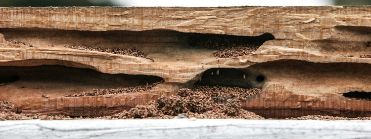 Carpenter Ant Control Hamilton