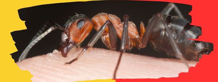 Carpenter Ant Control Hamilton
