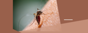 Mosquito Control Waterloo