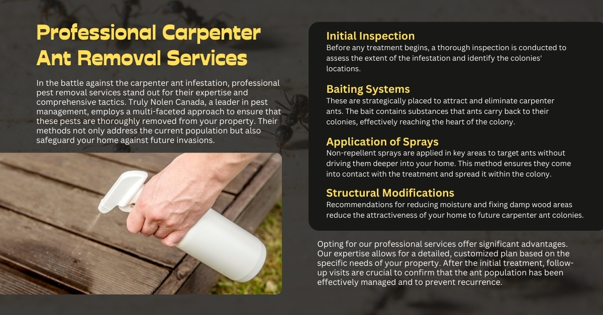Carpenter Ants Damage