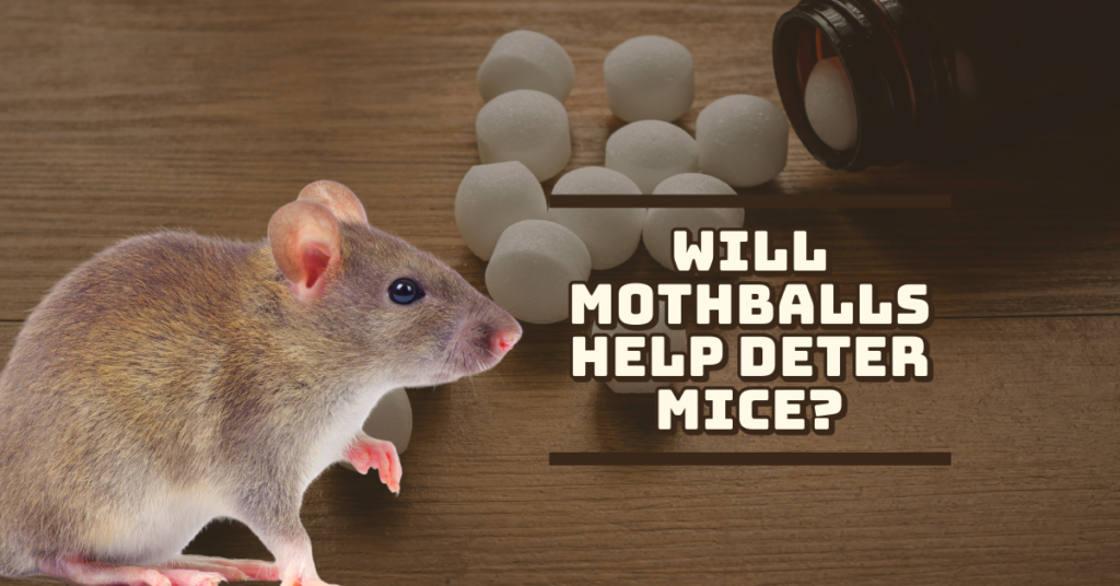 Mothball mice discount