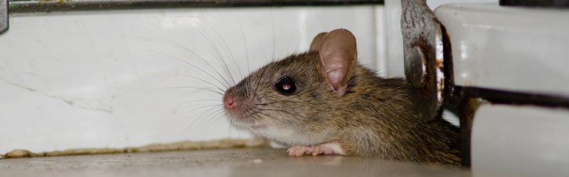 Rodent Health Hazards
