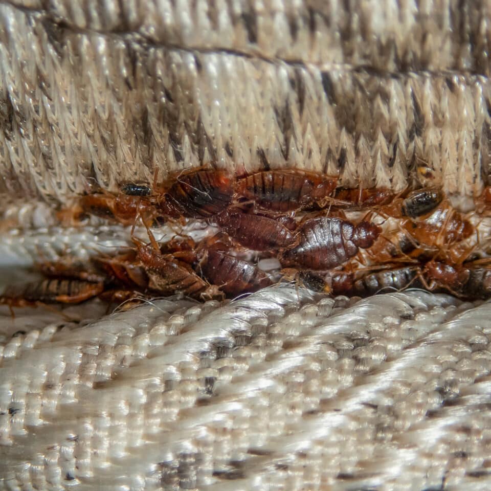 Bed Bug Control Services | Truly Nolen Canada