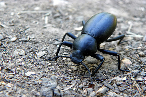 Understand further information about the different types of beetles and how you can get rid of them from your property.