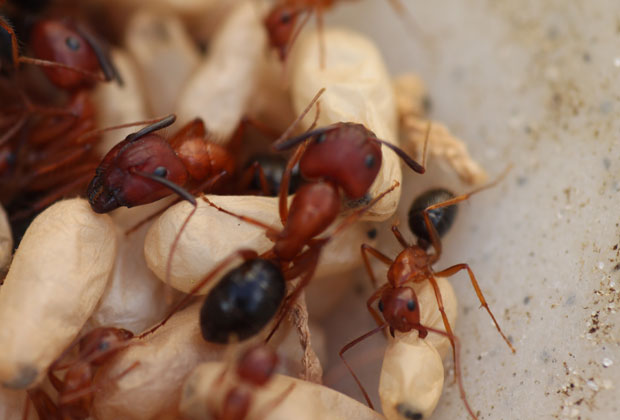 carpenter ants