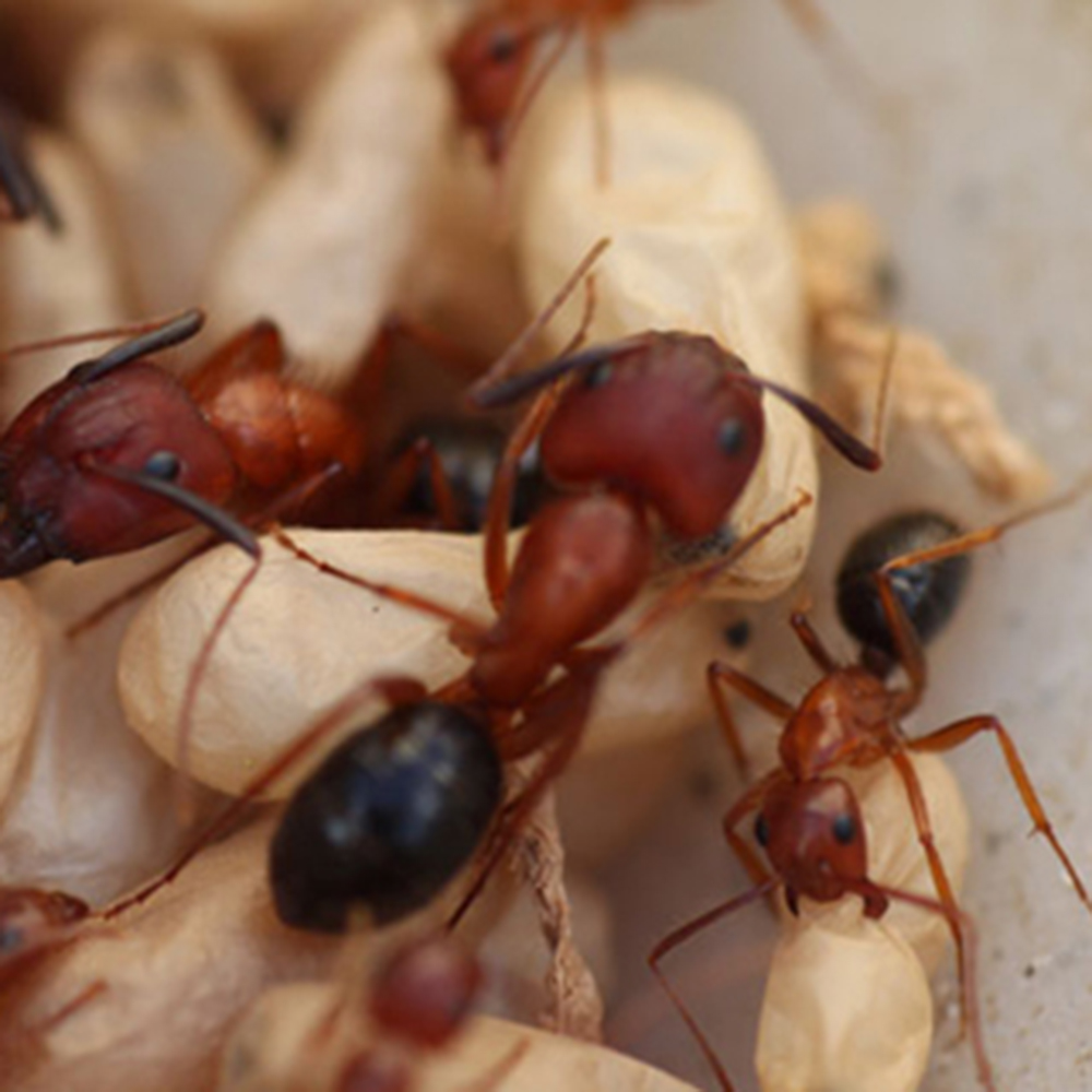 carpenter ants
