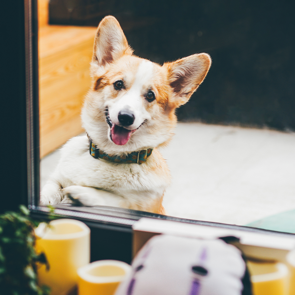 Funny corgi dog waiting for owner near at the windows.