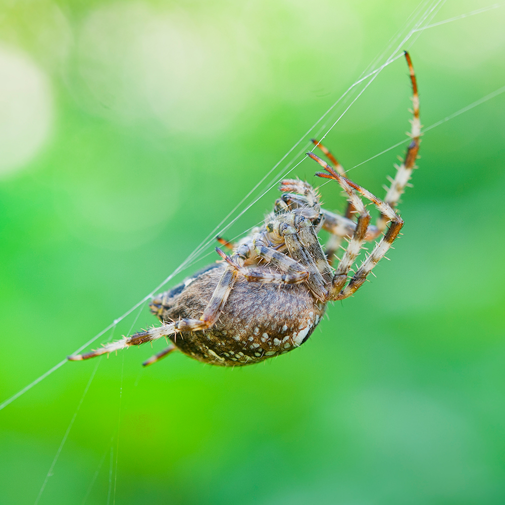spider-on-spider-web