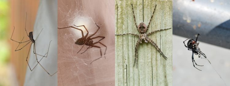 Common Types Of House Spiders And How To Identify Them
