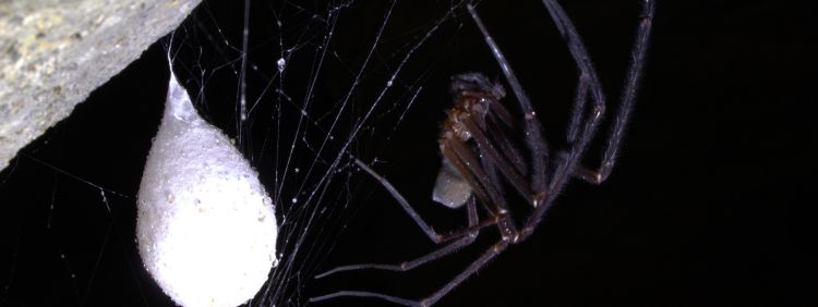 How To Identify A Spider Infestation