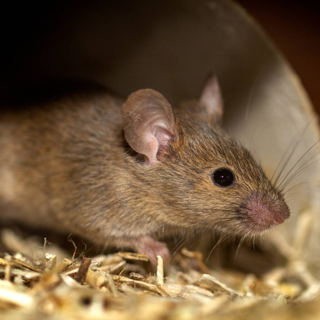 Truly Nolen Oakville rodent control