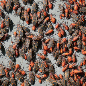 Hundreds of maple bugs (box elder bugs) clustered on a sunny south-facing wall of a Saskatoon home in late summer